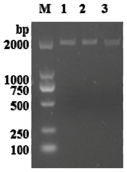 Sheep triple anti-subunit vaccine and preparation method thereof