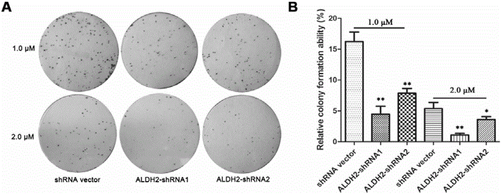 Novel application of acetaldehyde dehydrogenase 2 gene