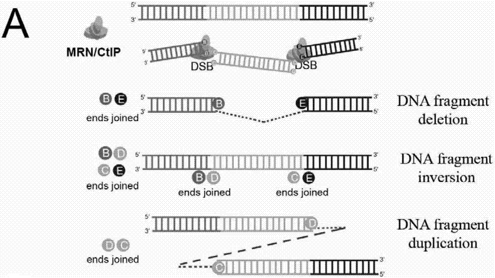 Cas9 nuclease R919P and application thereof
