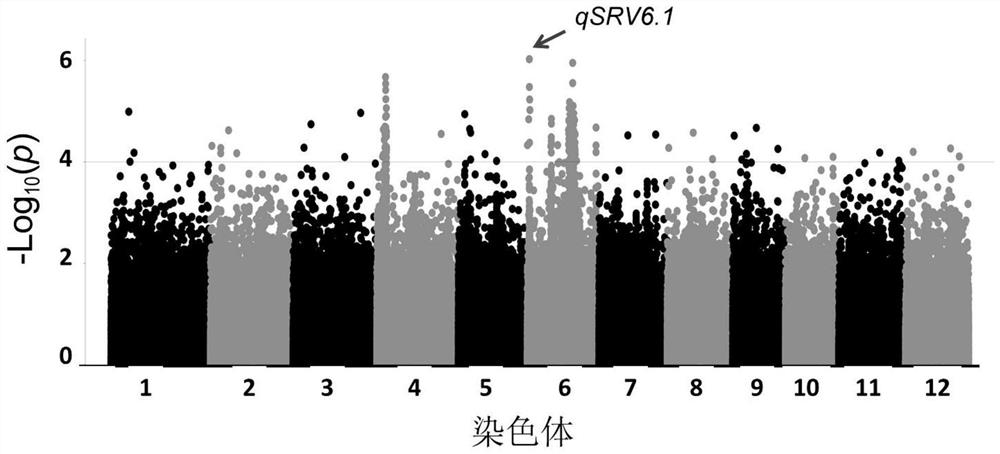 A disease-resistant locus qsrv6.1, molecular markers and applications of black-streaked dwarf disease in southern rice