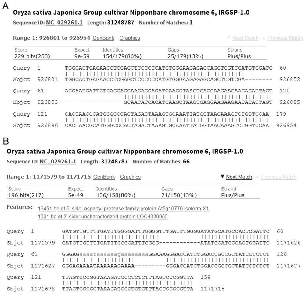 A disease-resistant locus qsrv6.1, molecular markers and applications of black-streaked dwarf disease in southern rice