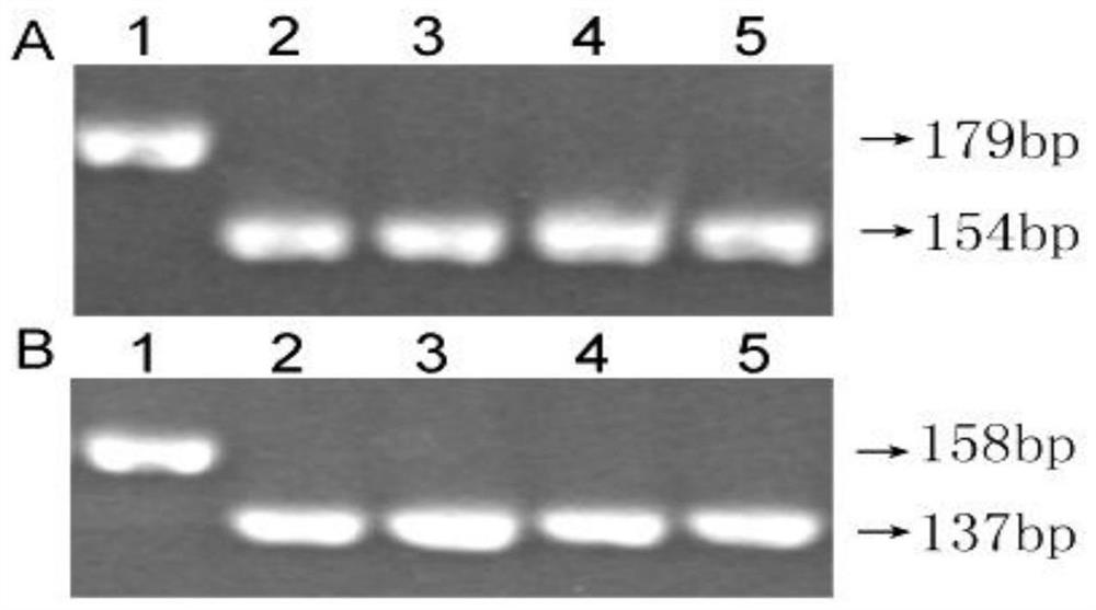 A disease-resistant locus qsrv6.1, molecular markers and applications of black-streaked dwarf disease in southern rice