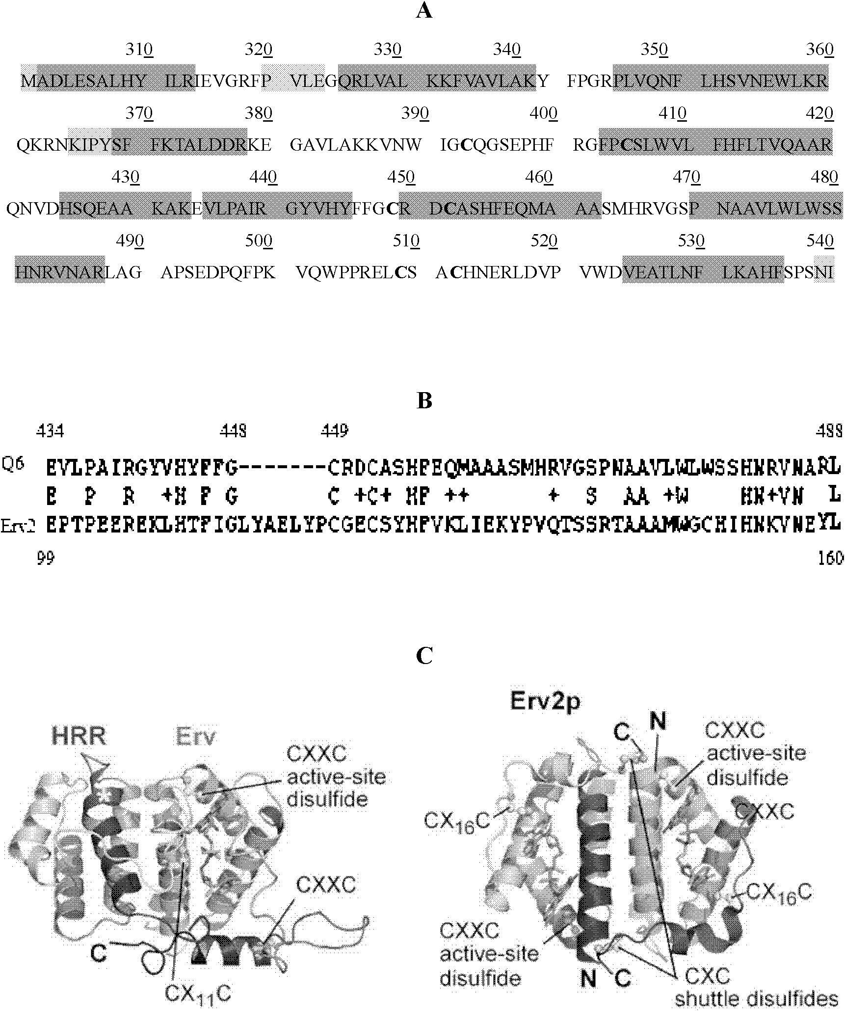 Polygene coexpression system and production method containing disulfide-bond functional protein