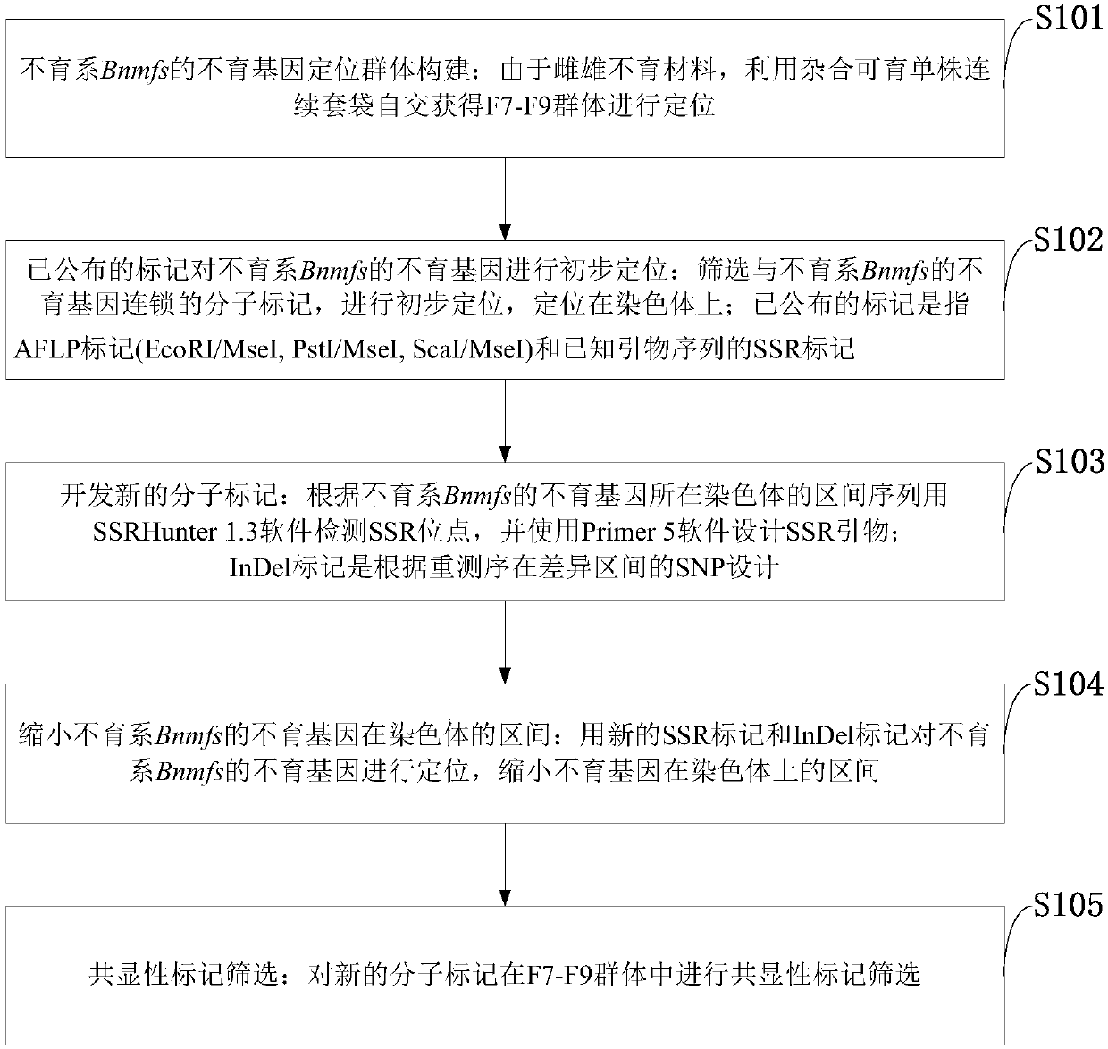 Cabbage type rape female and male sterile line Bnmfs molecular marker screening primer and method