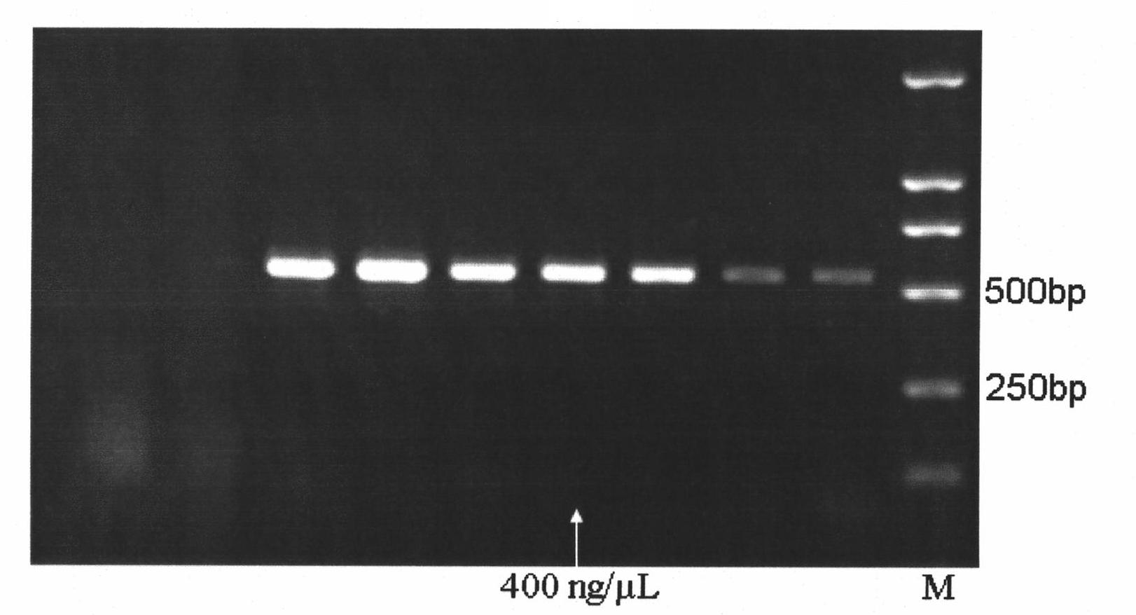 Quantitative detection technique for fusarium graminearum infestation quantity in wheat grains