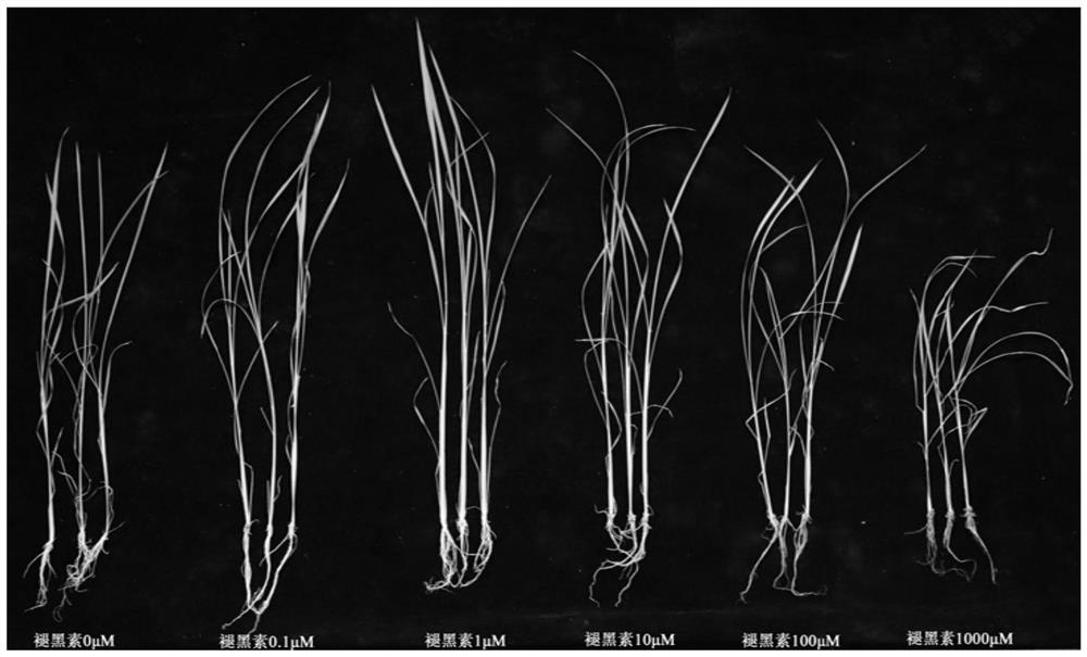 Rice culture solution and rice culture method