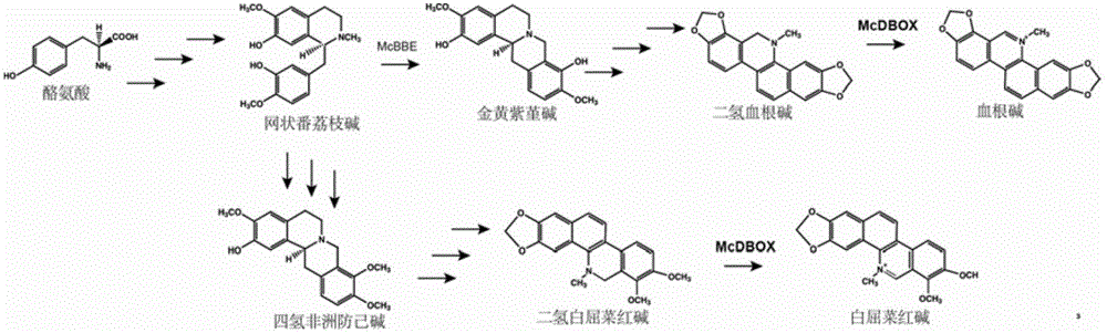 Flavoprotein oxidase genes of macleaya cordata in synthesis of sanguinarine and chelerythrine and application of flavoprotein oxidase genes