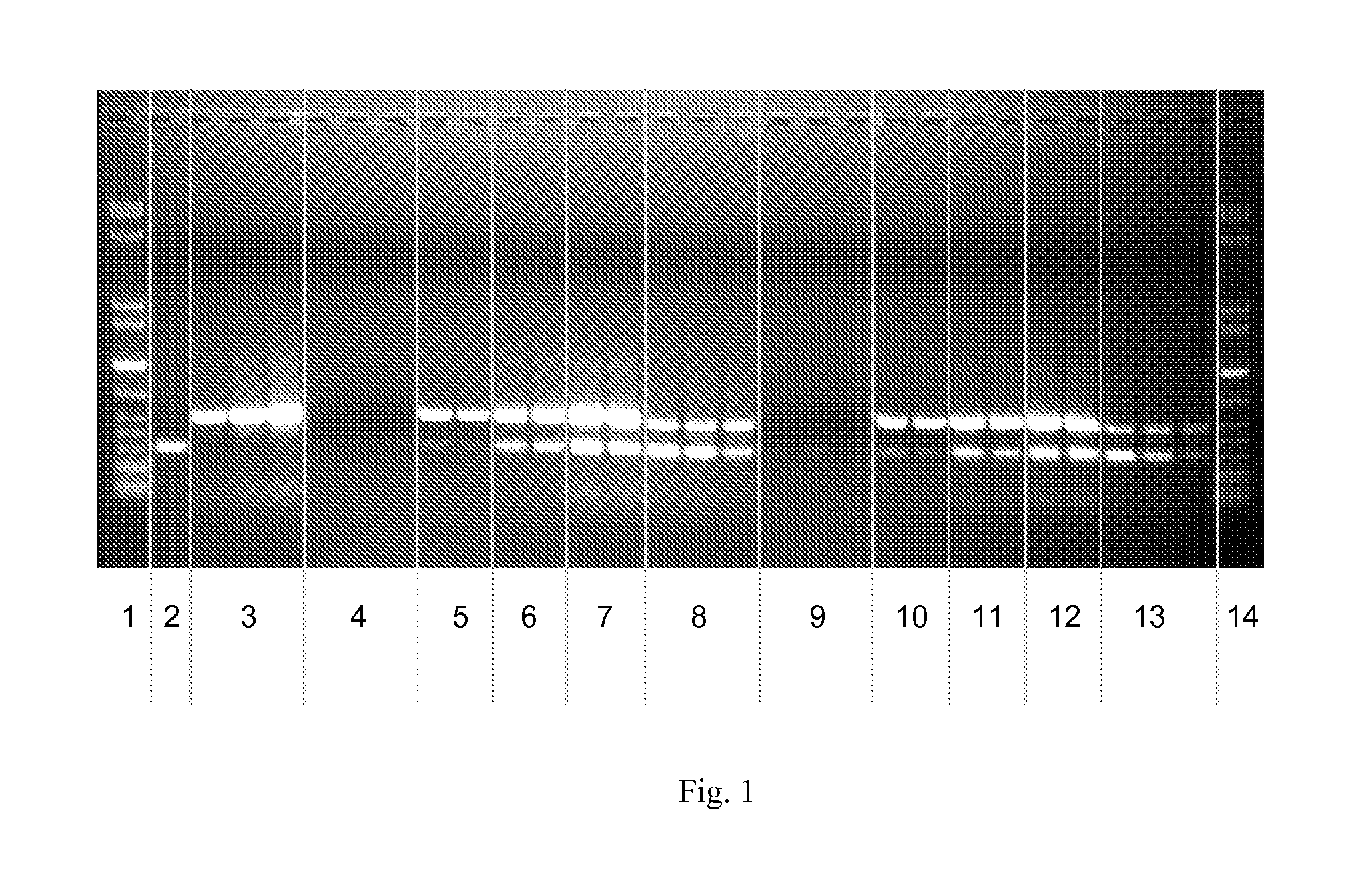 Compositions, methods, and kits for isolating and analyzing nucleic acids using an anion exchange material