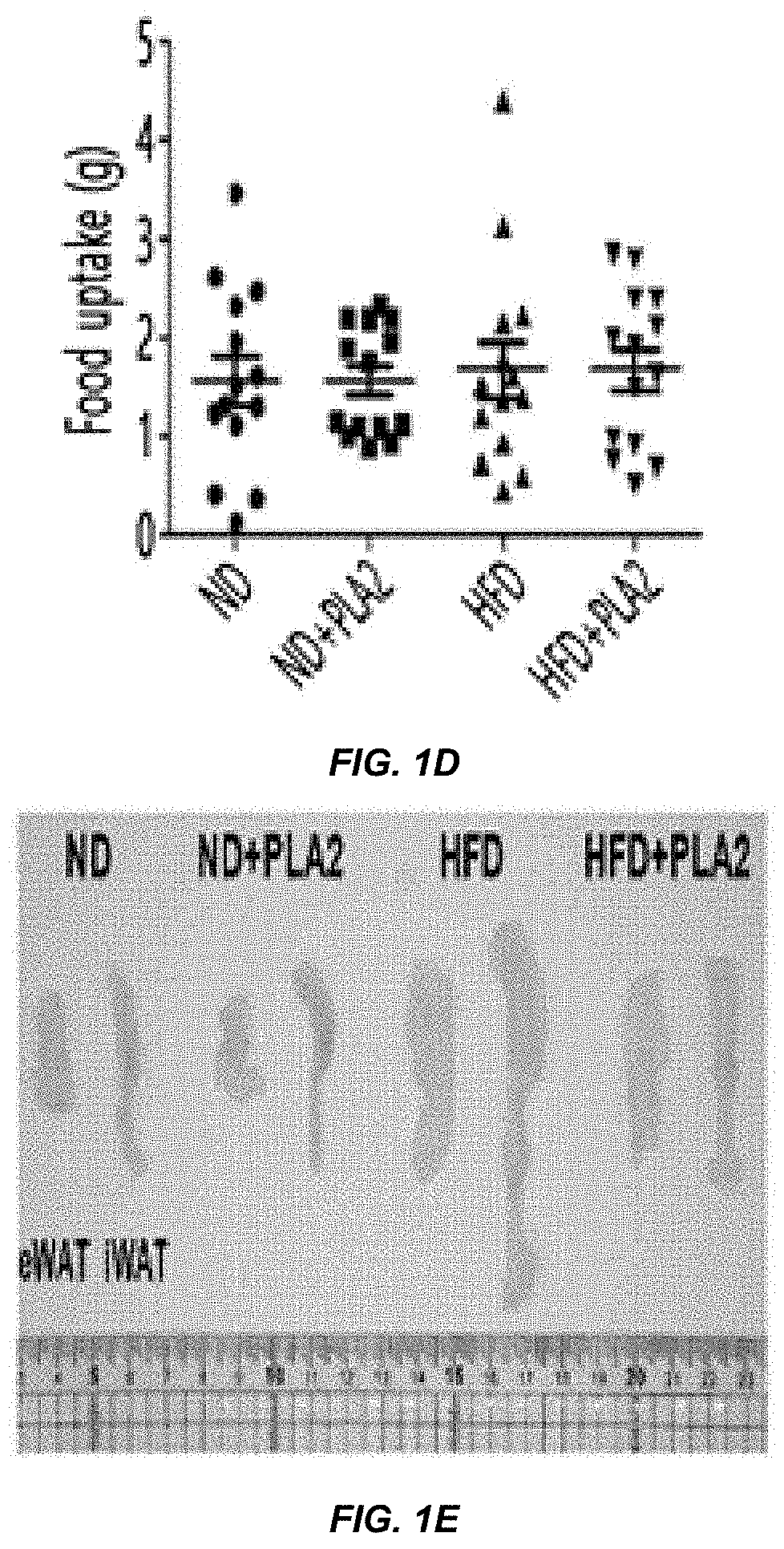 Composition for preventing or treating obesity, comprising phospholipase a2 as active ingredient