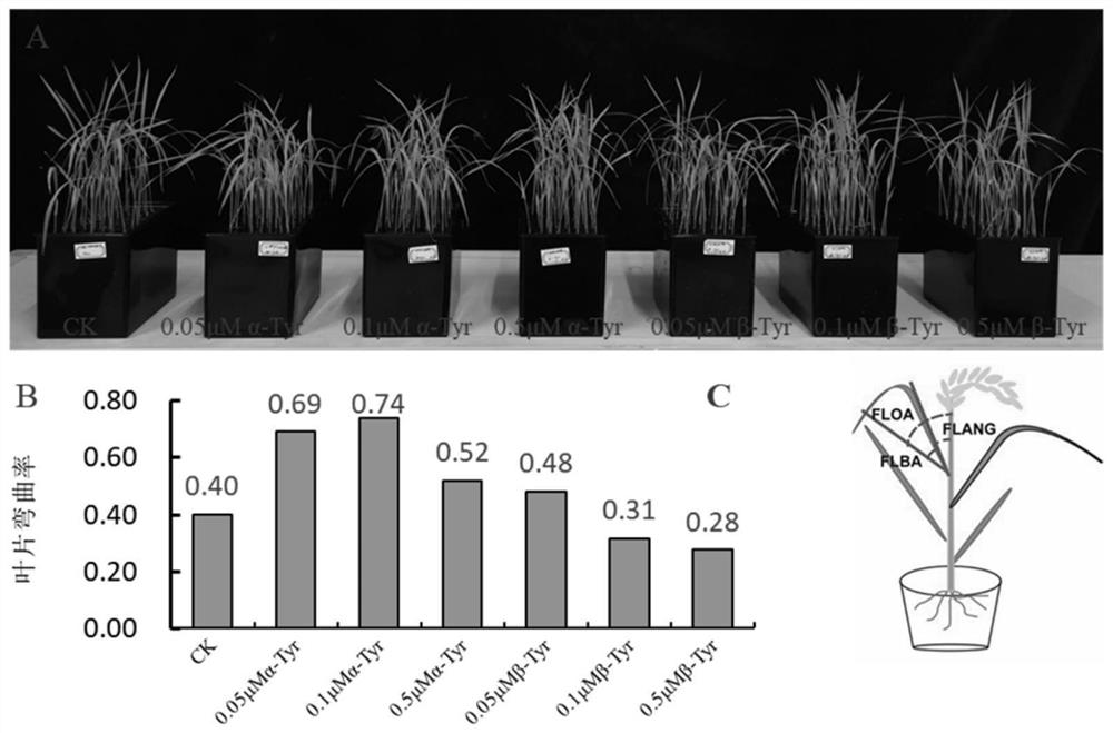 Application of rice OsTAM1 gene in regulation and control of plant leaf included angle