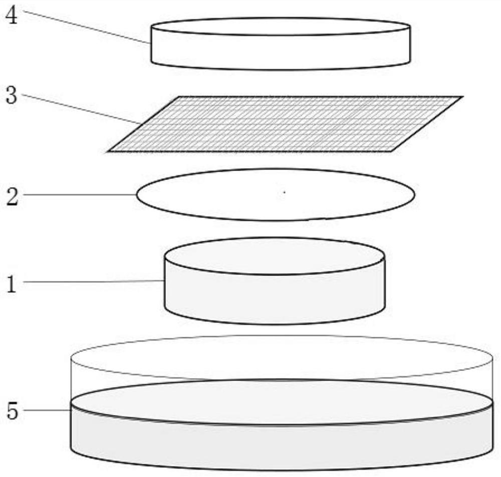 Attractant for promoting salivary protein secretion of mycophagous flour mites, and salivary protein collection method