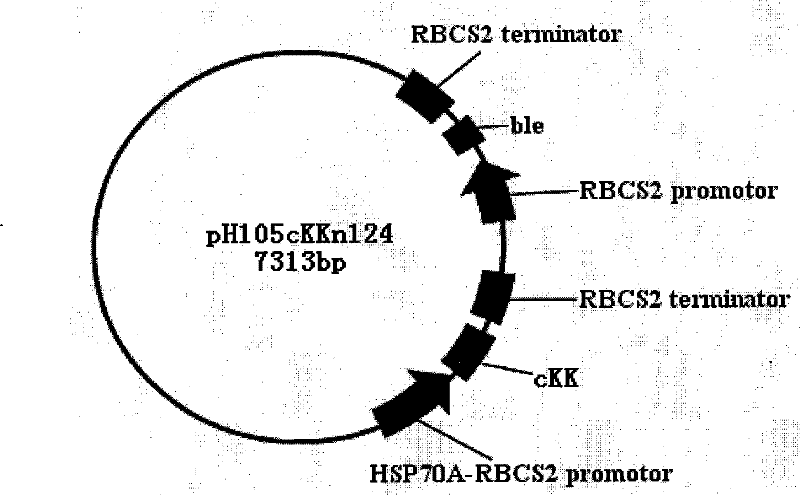 Construction method of transgenic chlamydomonas reinhardtii for expressing human tissue kallikrein