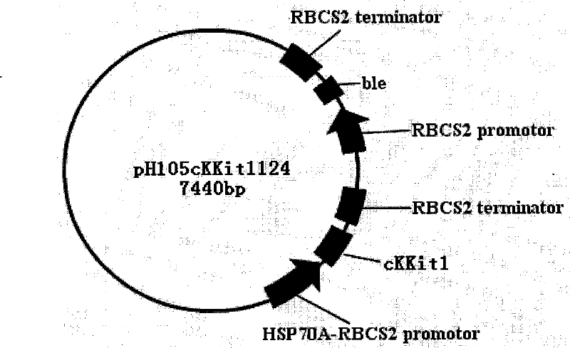 Construction method of transgenic chlamydomonas reinhardtii for expressing human tissue kallikrein