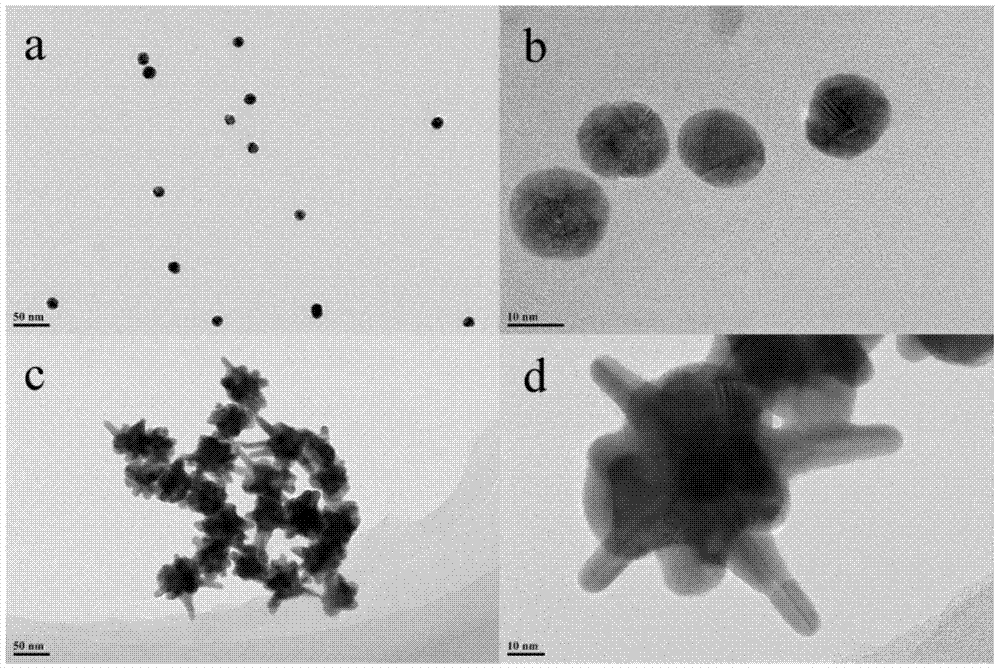 Preparation method of functionalized gold nanostar/siRNA complex stabilized by RGD-modified dendrimers