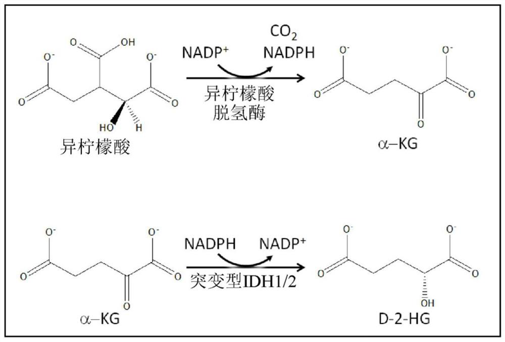 Isocitrate dehydrogenase (IDH) inhibitors