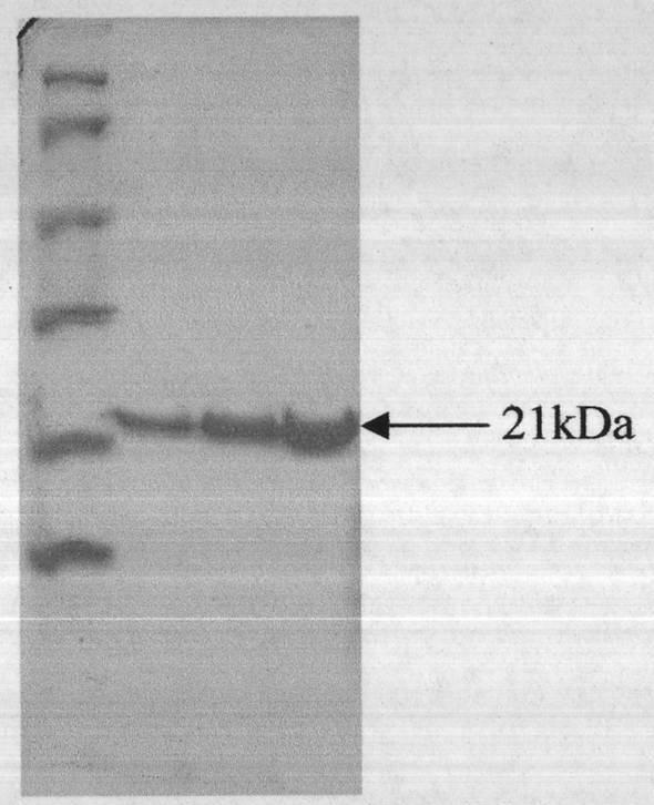 Tumor targeted molecule and application thereof