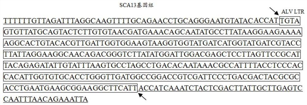 A kind of recombinant Marek virus strain sca13 strain and application thereof
