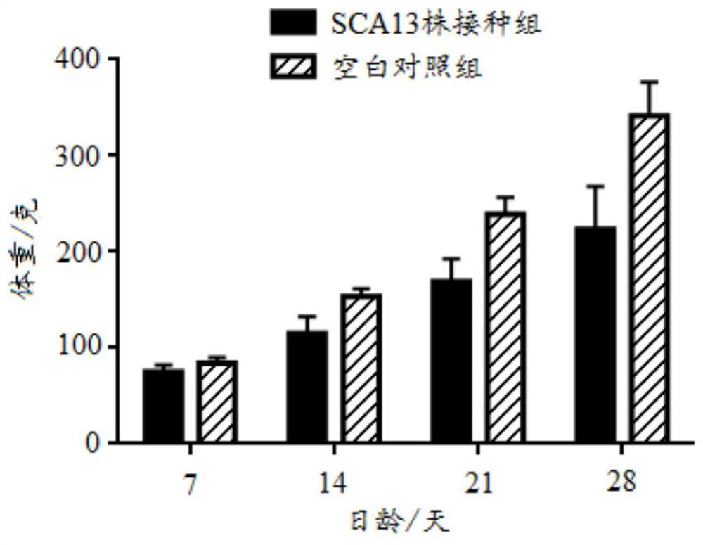 A kind of recombinant Marek virus strain sca13 strain and application thereof