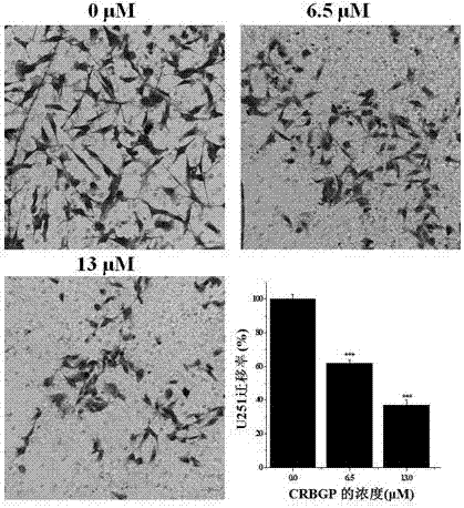 Application of lamprey CRBGP in preparation of drug for resisting malignant glioma