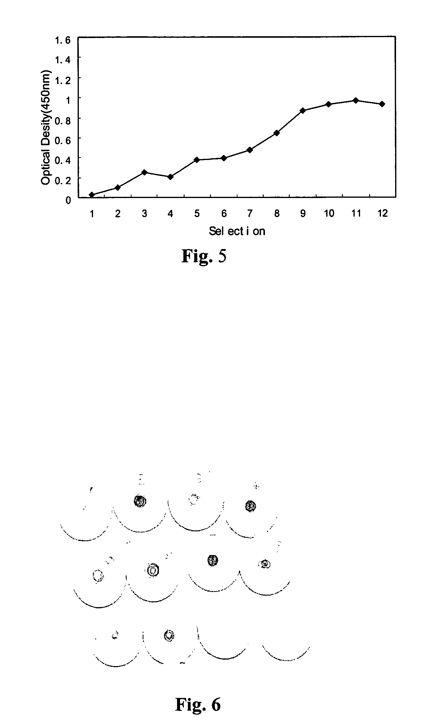 Oligonucleotide antagonist for human tumor necrosis factor alpha (TNF-alpha)