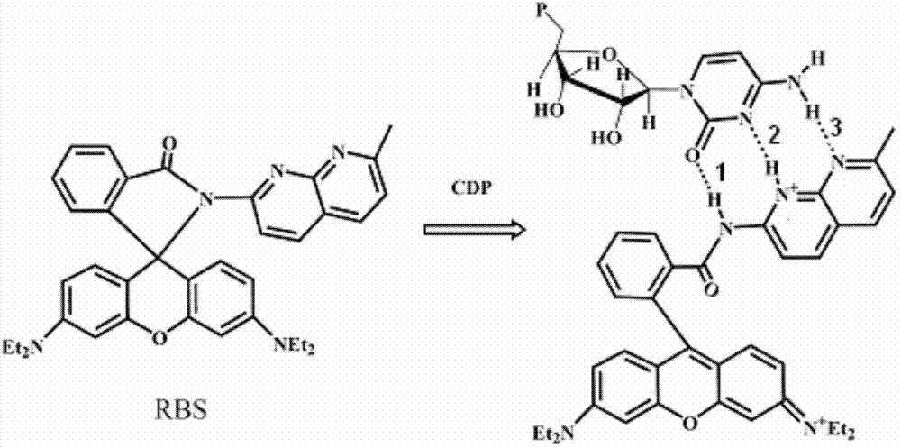 Rhodamine fluorescent probe with pseudo nucleic acid base as recognition site and preparation thereof and application to nucleotide image
