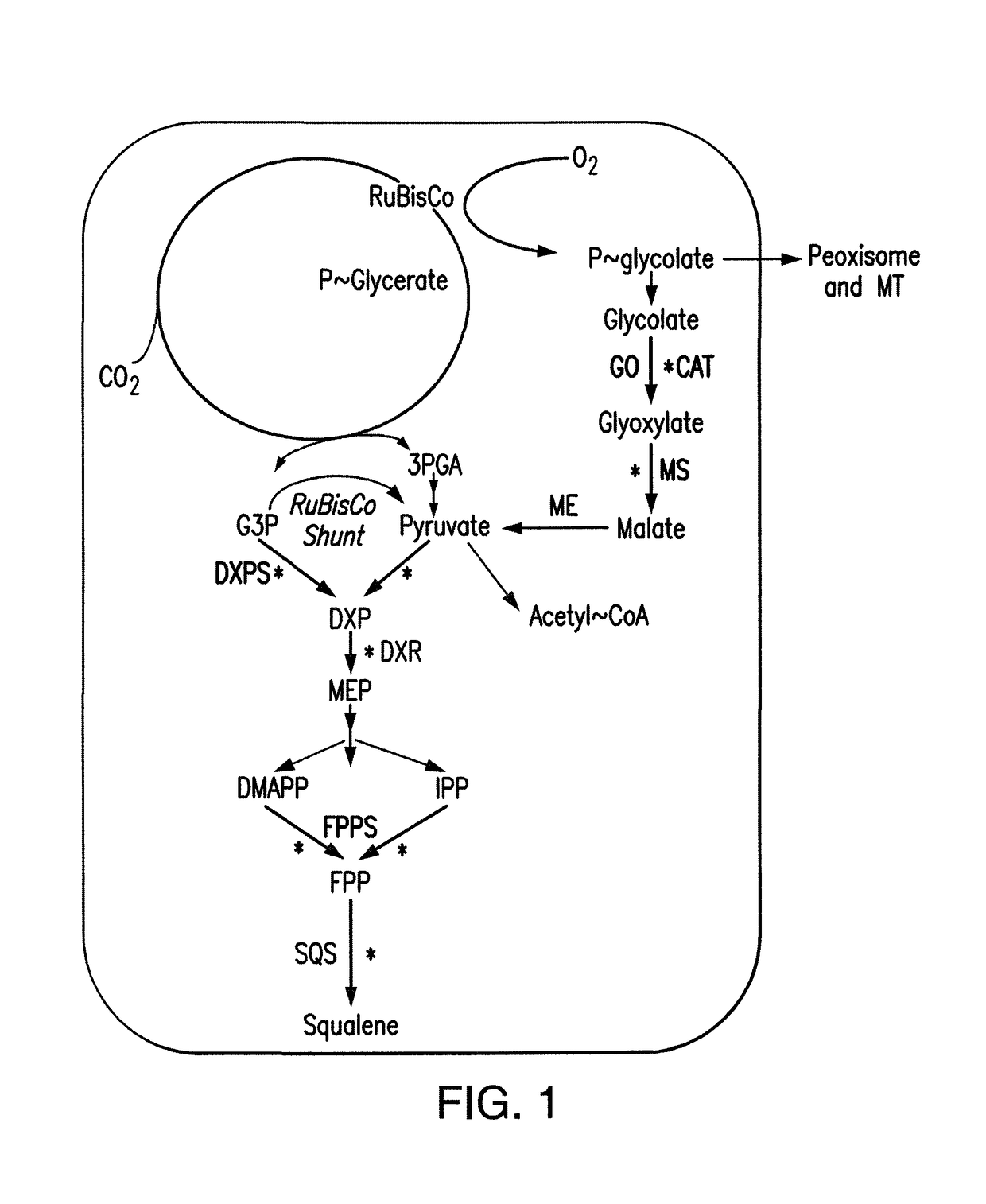 Rerouting the photorespiration pathway in plants for increasing bioproduct yield