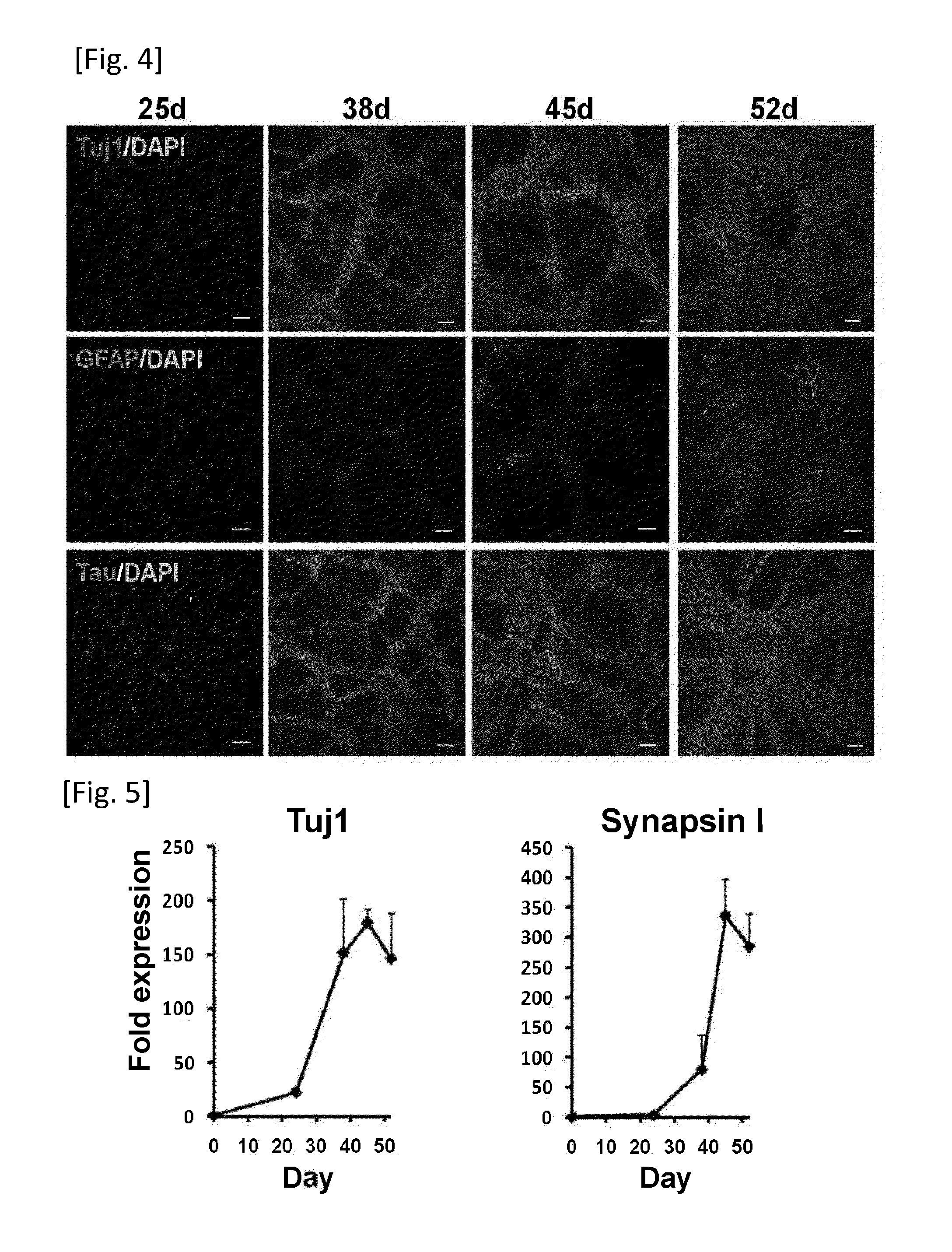 Method for diagnosing a protein misfolding disease using nerve cells derived from ips cells