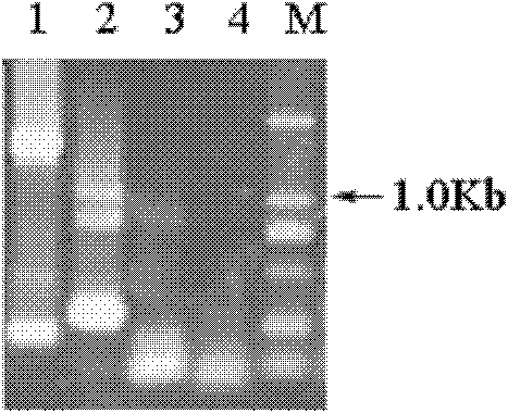 Method for preparing cabbage type rape BnPABP3 promoter and application thereof