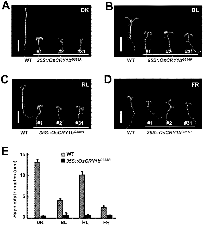 Method for constructing plant dwarfing and early flowering by using CRY1G380R