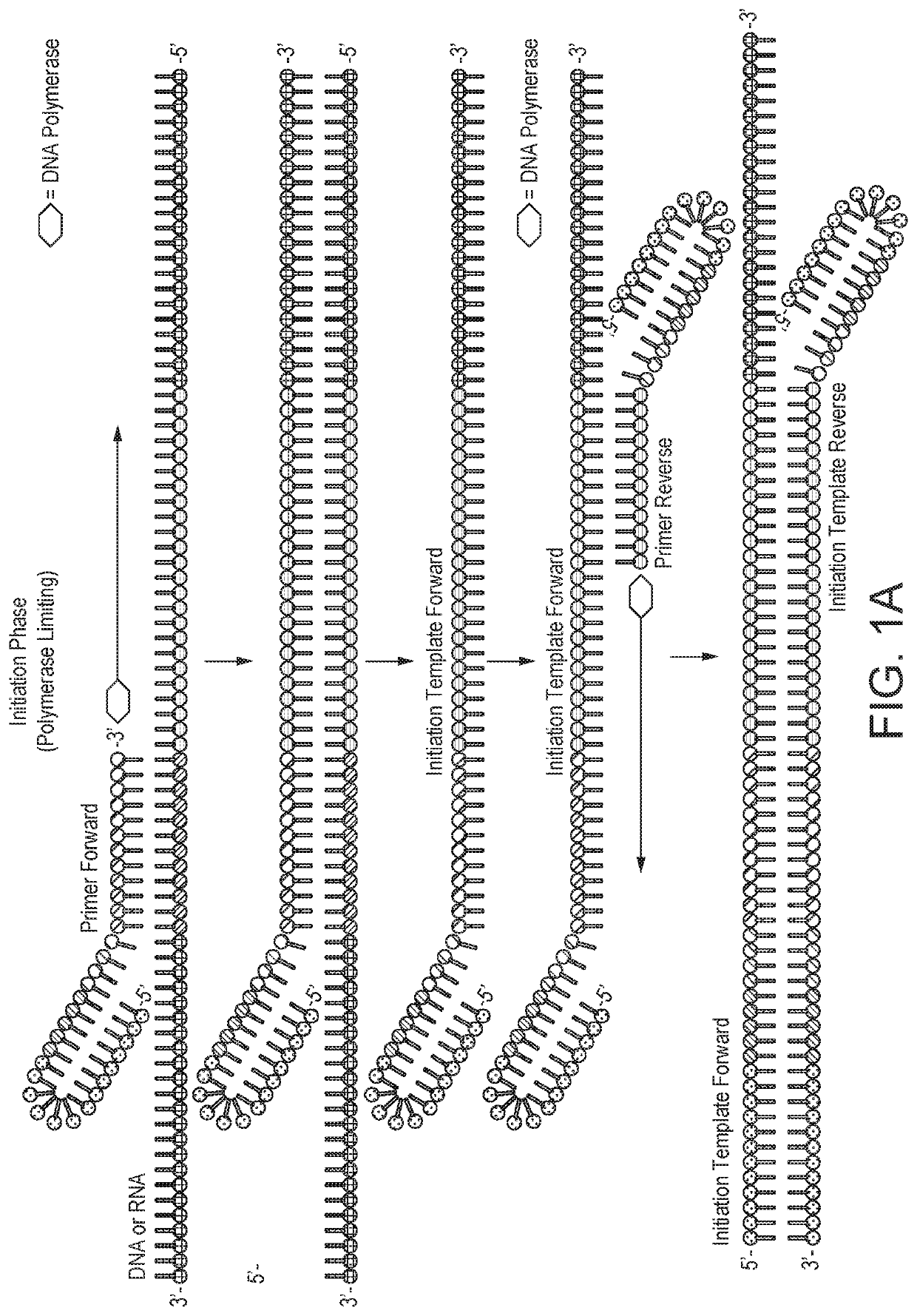 Improvements in or relating to amplification of nucleic acids