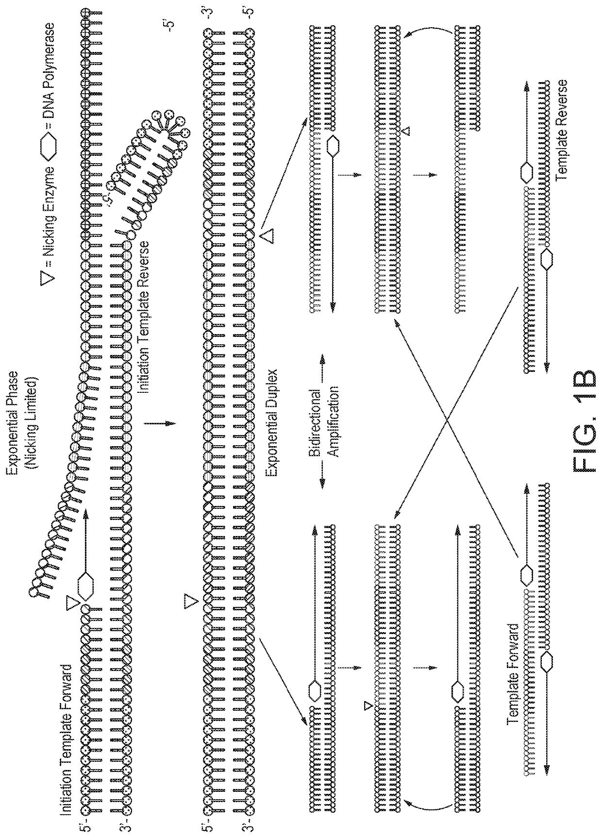 Improvements in or relating to amplification of nucleic acids