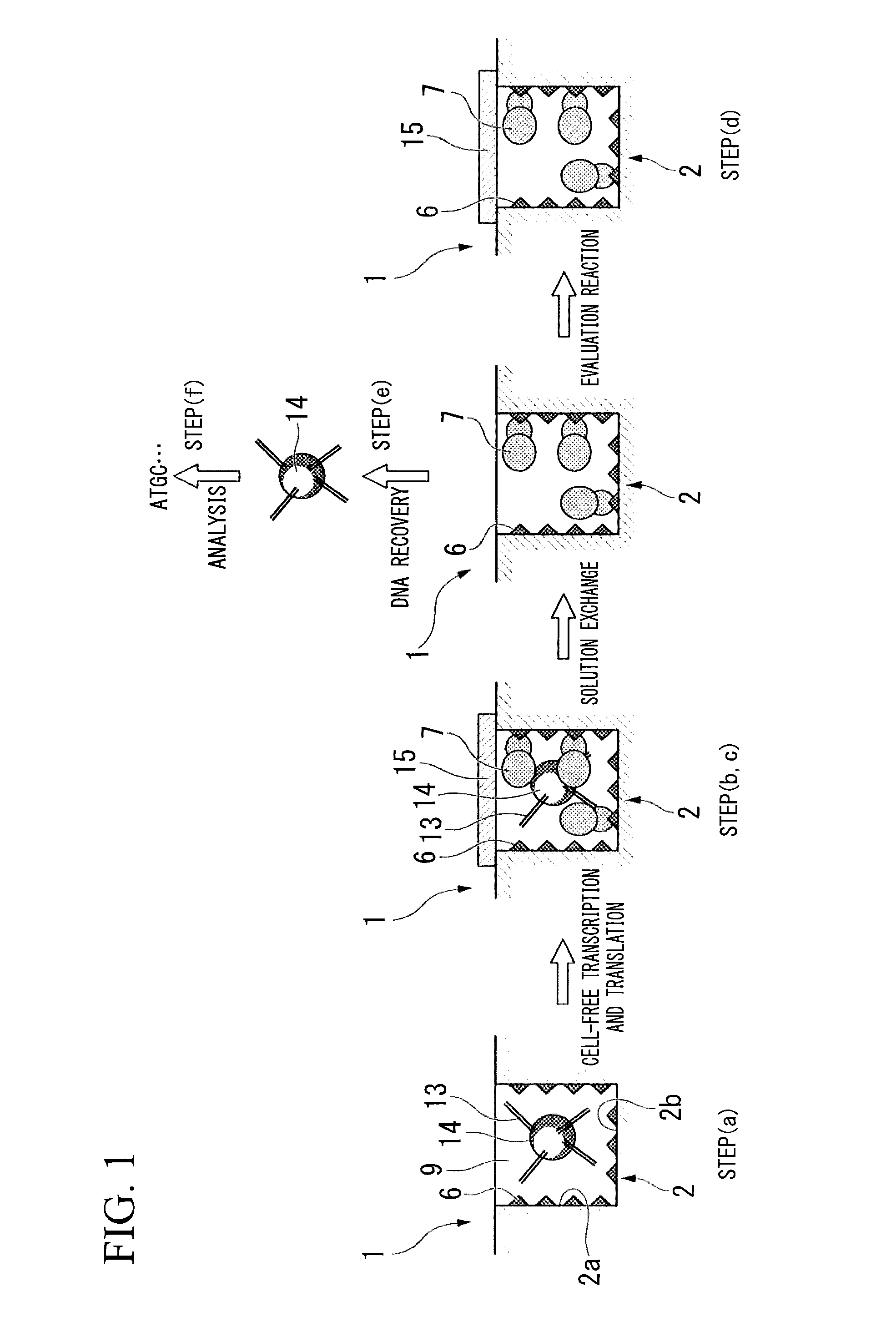 Method of manufacturing protein array or peptide array, method of identifying functional protein or functional peptide, protein array or peptide array, and functional protein or functional peptide identification kit