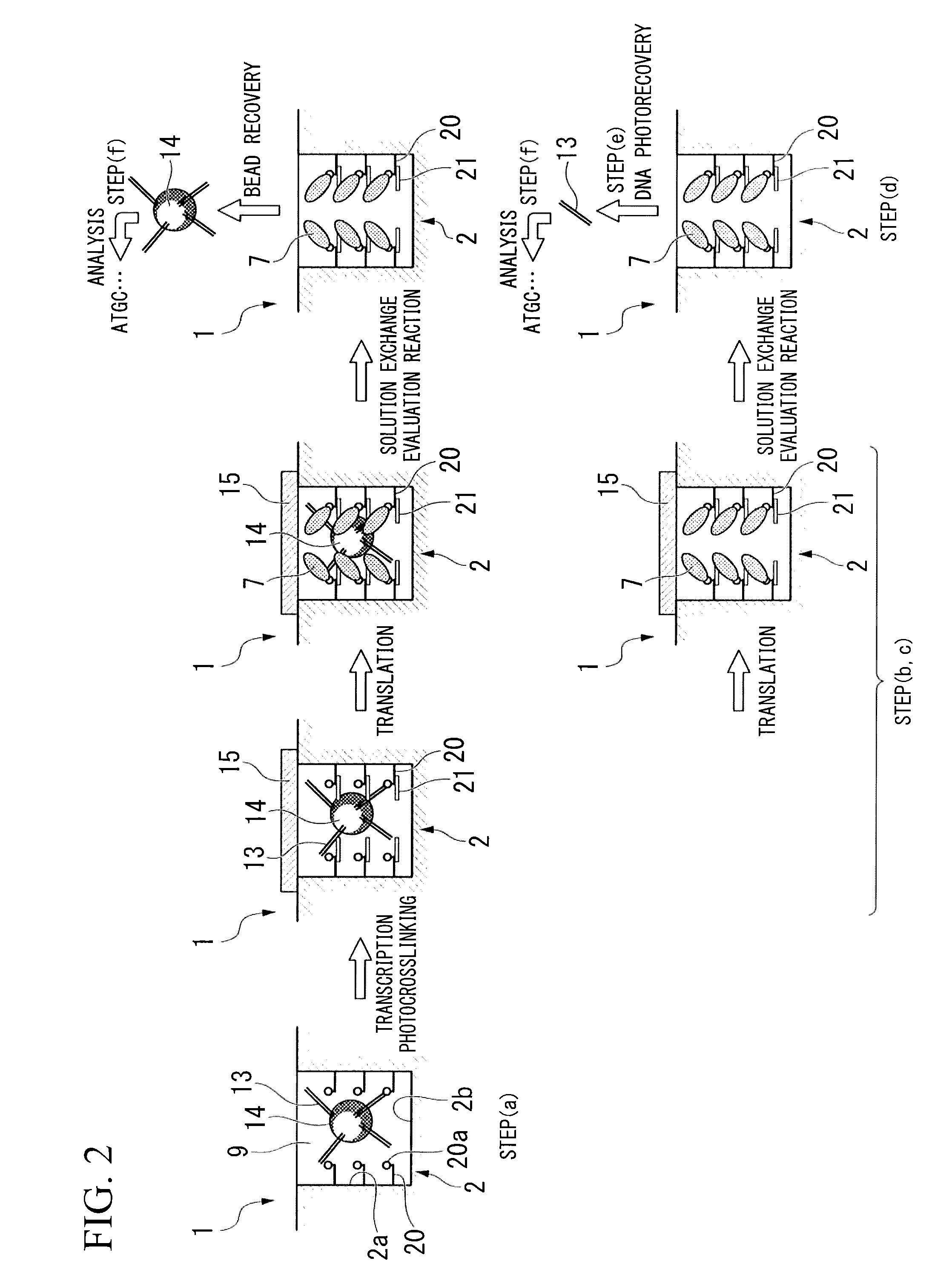 Method of manufacturing protein array or peptide array, method of identifying functional protein or functional peptide, protein array or peptide array, and functional protein or functional peptide identification kit