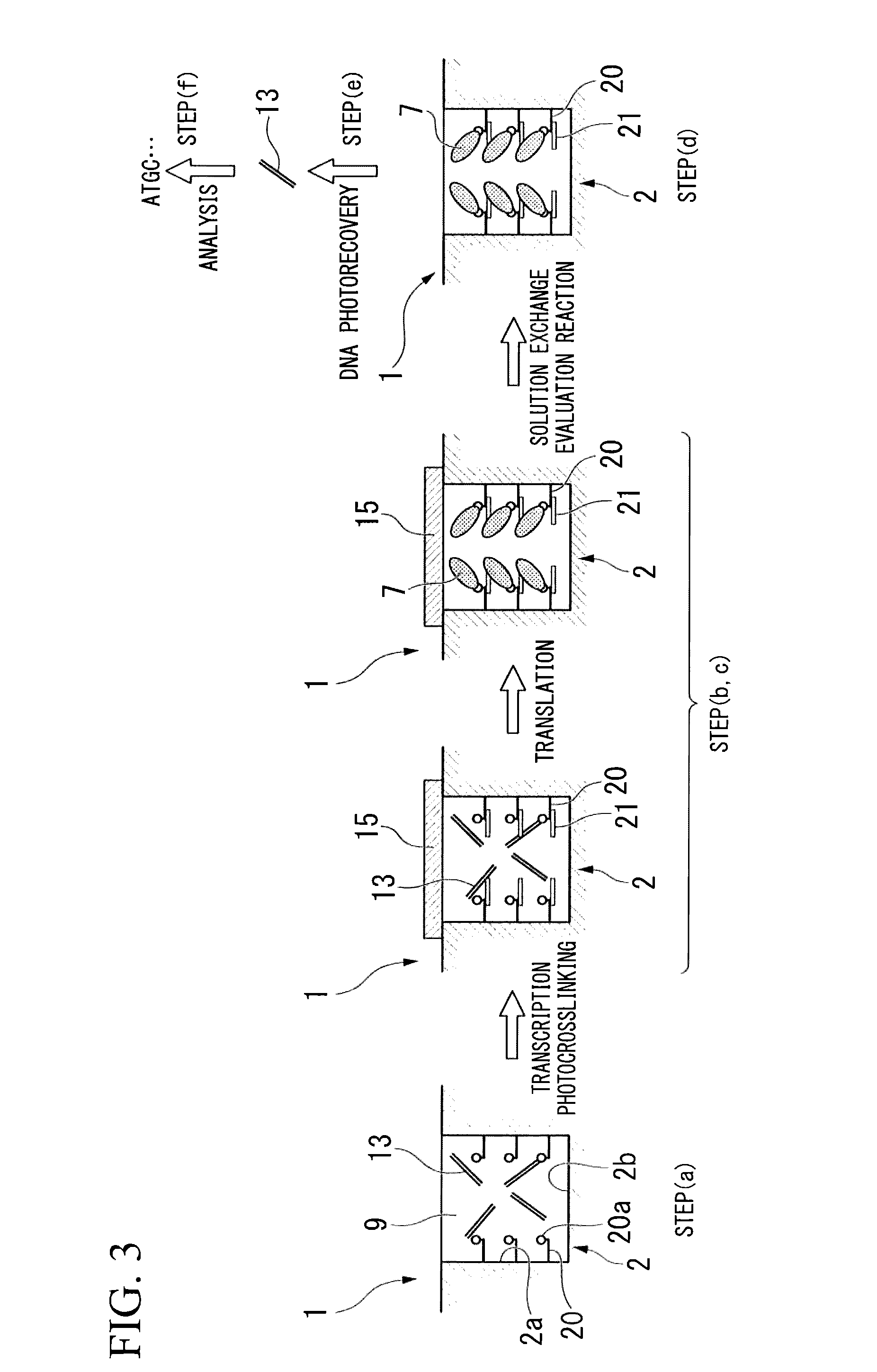 Method of manufacturing protein array or peptide array, method of identifying functional protein or functional peptide, protein array or peptide array, and functional protein or functional peptide identification kit