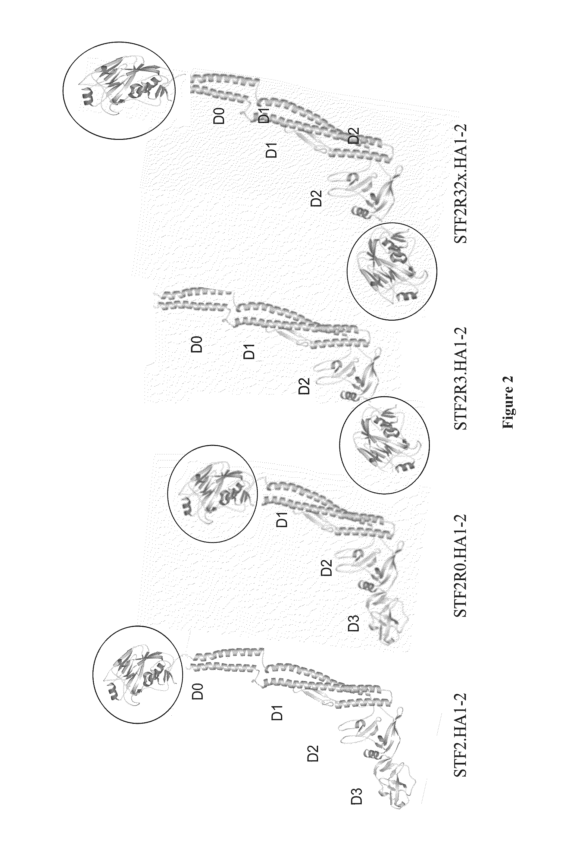 Deletion Mutants of Flagellin and Methods of Use