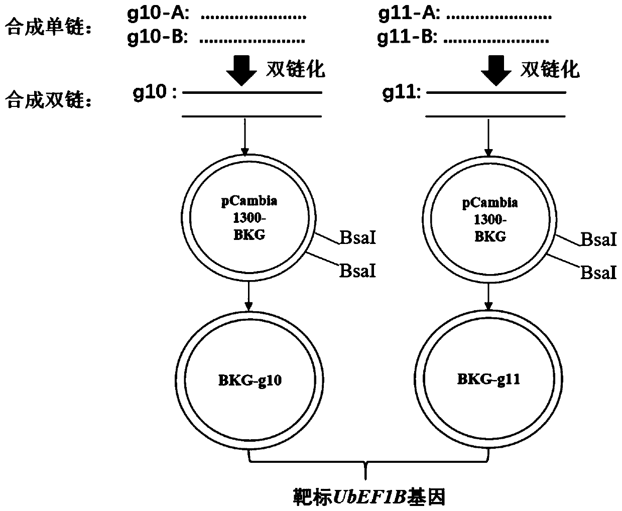 Vector for editing nicotiana benthamiana gene based on CRISPR/Cas9 as well as construction method and application thereof