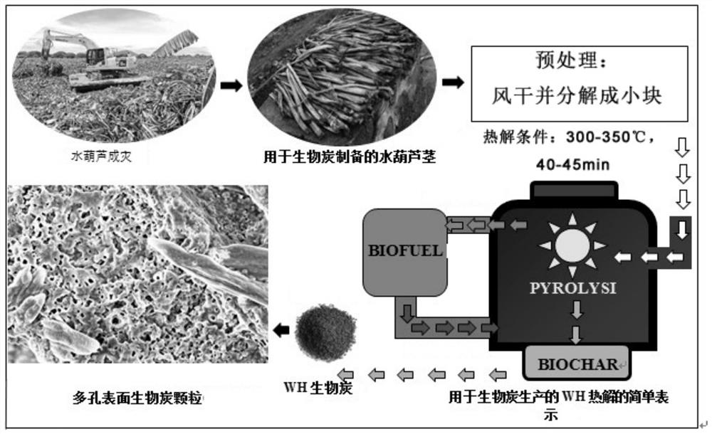 A method of using water hyacinth to synthesize biochar to improve soil moisture and cracks