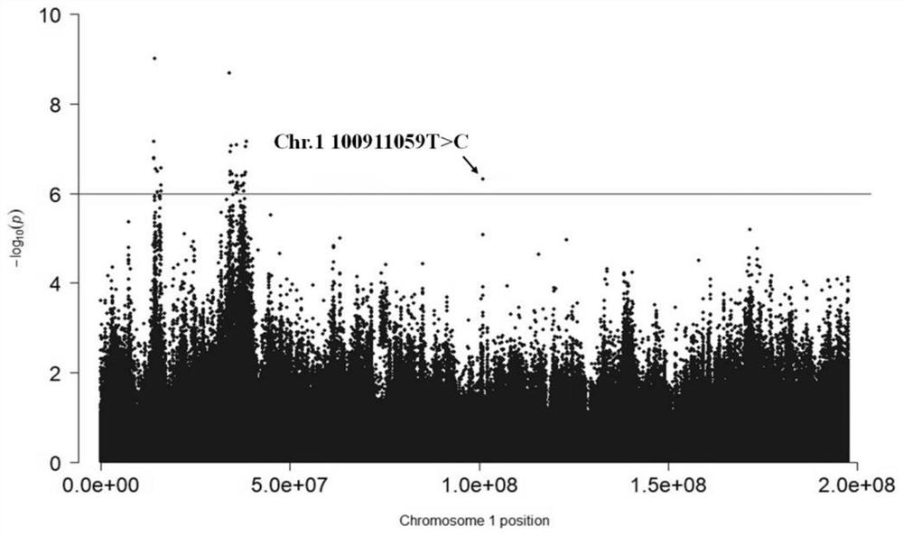 Molecular marker affecting eriscerated yield of chicken and application of molecular marker