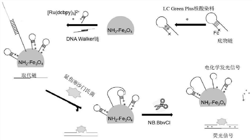 Method for detecting food-borne pathogenic bacteria based on double signals of DNA Walker driven by chain substitution triggered by nucleic acid conformation