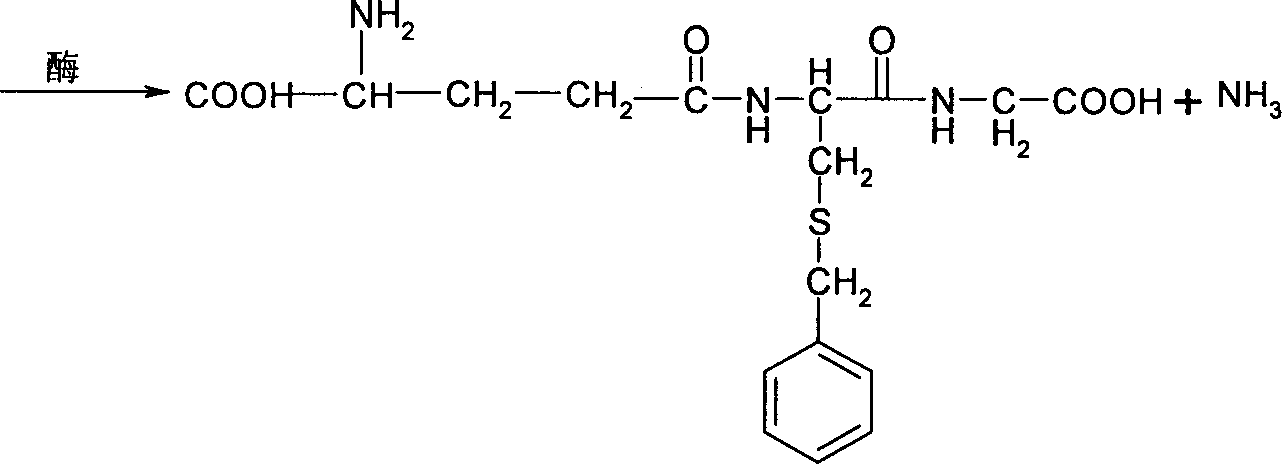 Chemical enzymatic process of synthesizing glutathion