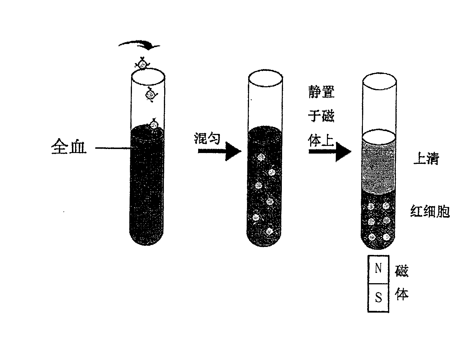 Method for quickly separating human total blood or suspended red cell supernatant