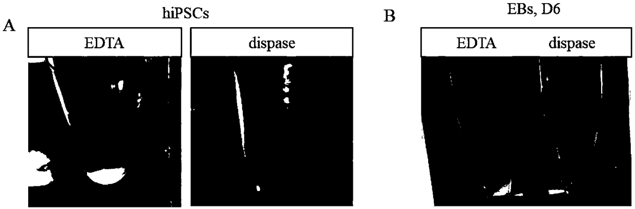 Method for obtaining analogous retinal tissues rich in cone and rod cells by using human induced pluripotent stem cells