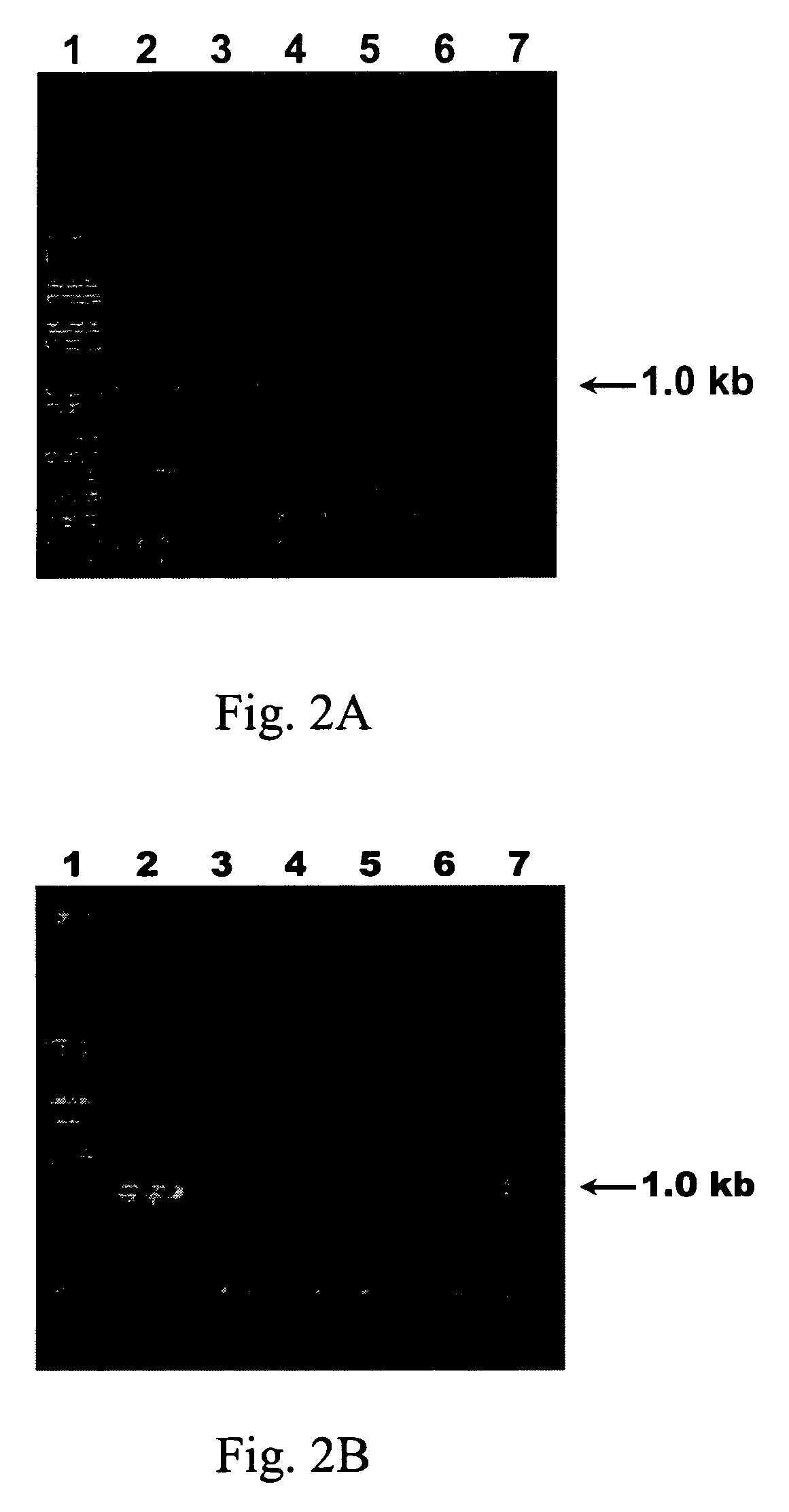 Species-specific probes for identification of target virus and identification method using said probes
