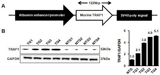 Application of TNF receptor-related factor 1 (tarf1) and its inhibitors in liver ischemic diseases