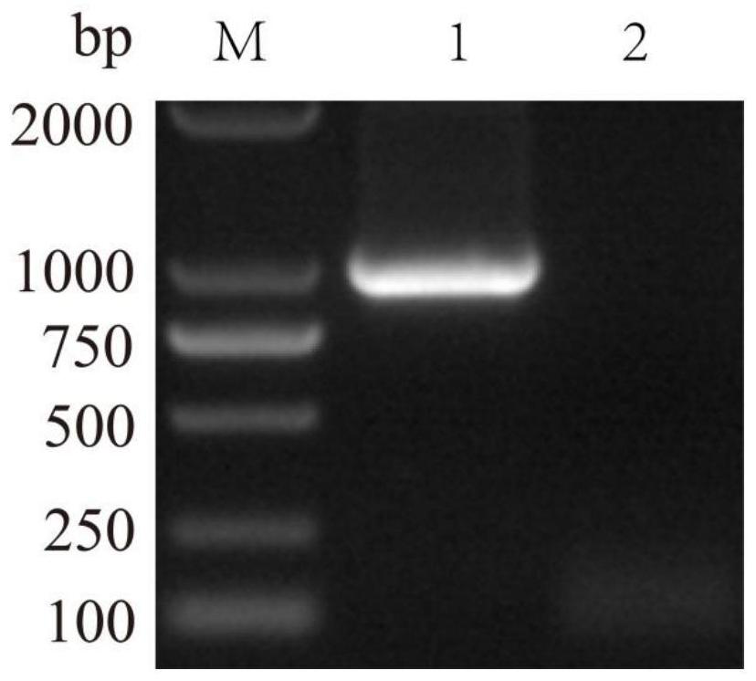 Recombinant DNA vaccine for resisting ecthyma and sheep pox and recombinant plasmid thereof