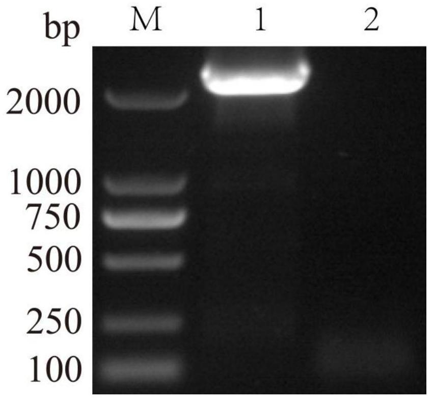 Recombinant DNA vaccine for resisting ecthyma and sheep pox and recombinant plasmid thereof