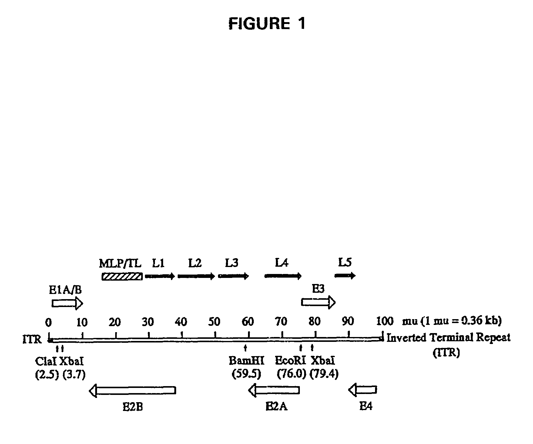 Adenovirus supervector system