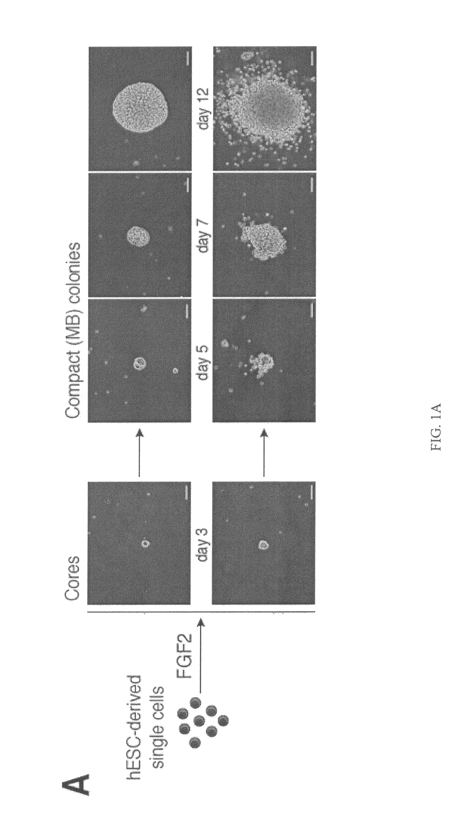 Generation of clonal mesenchymal progenitors and mesenchymal stem cell lines under serum-free conditions