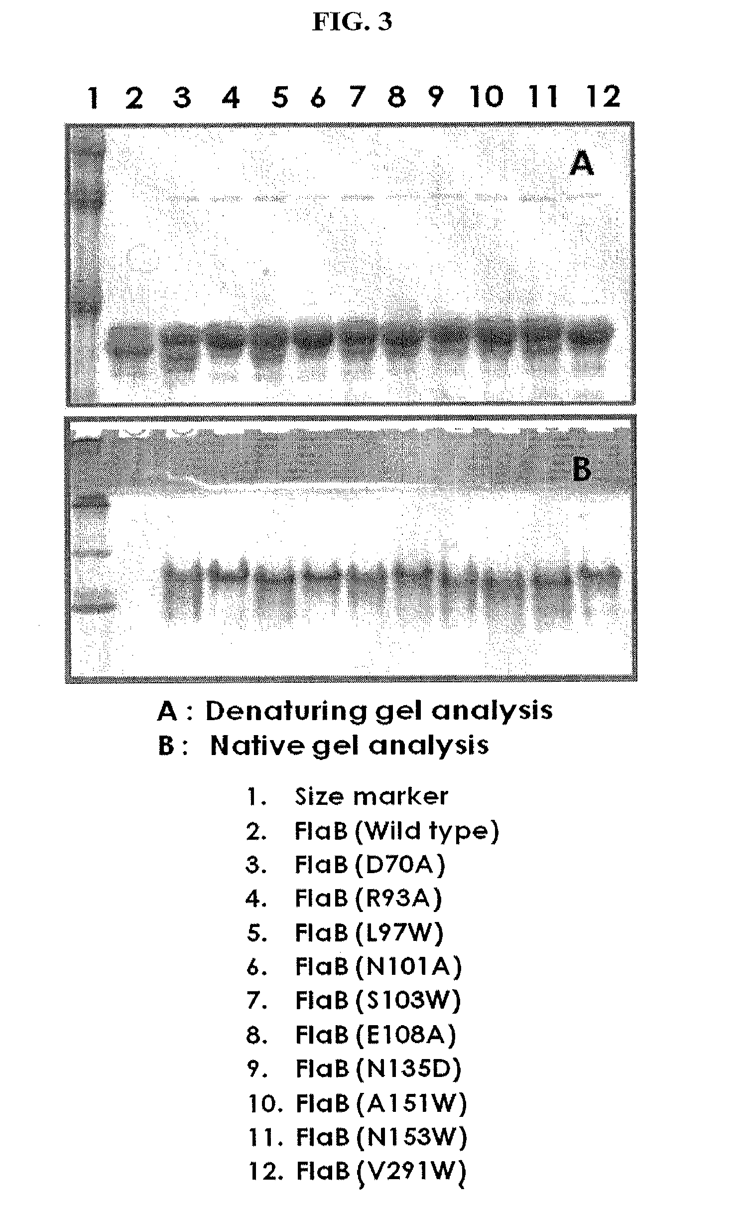 Modified flagellin improved toll-like receptor 5 stimulating activity
