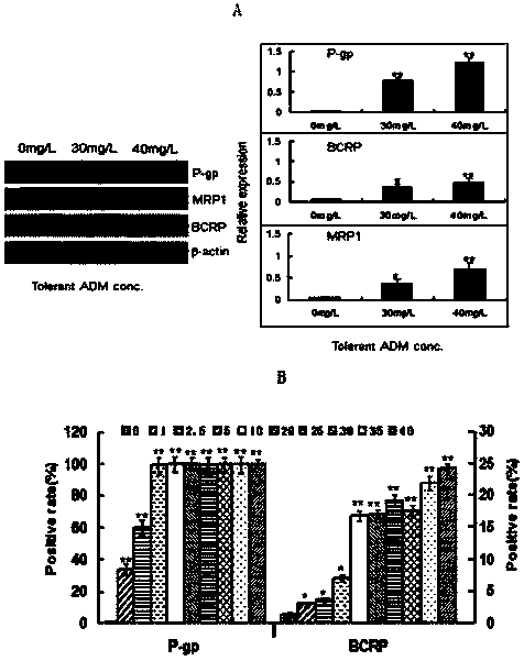 Human leukemia HL-60 cell drug-resistance cell line HL-60/RS cell and preparation method thereof